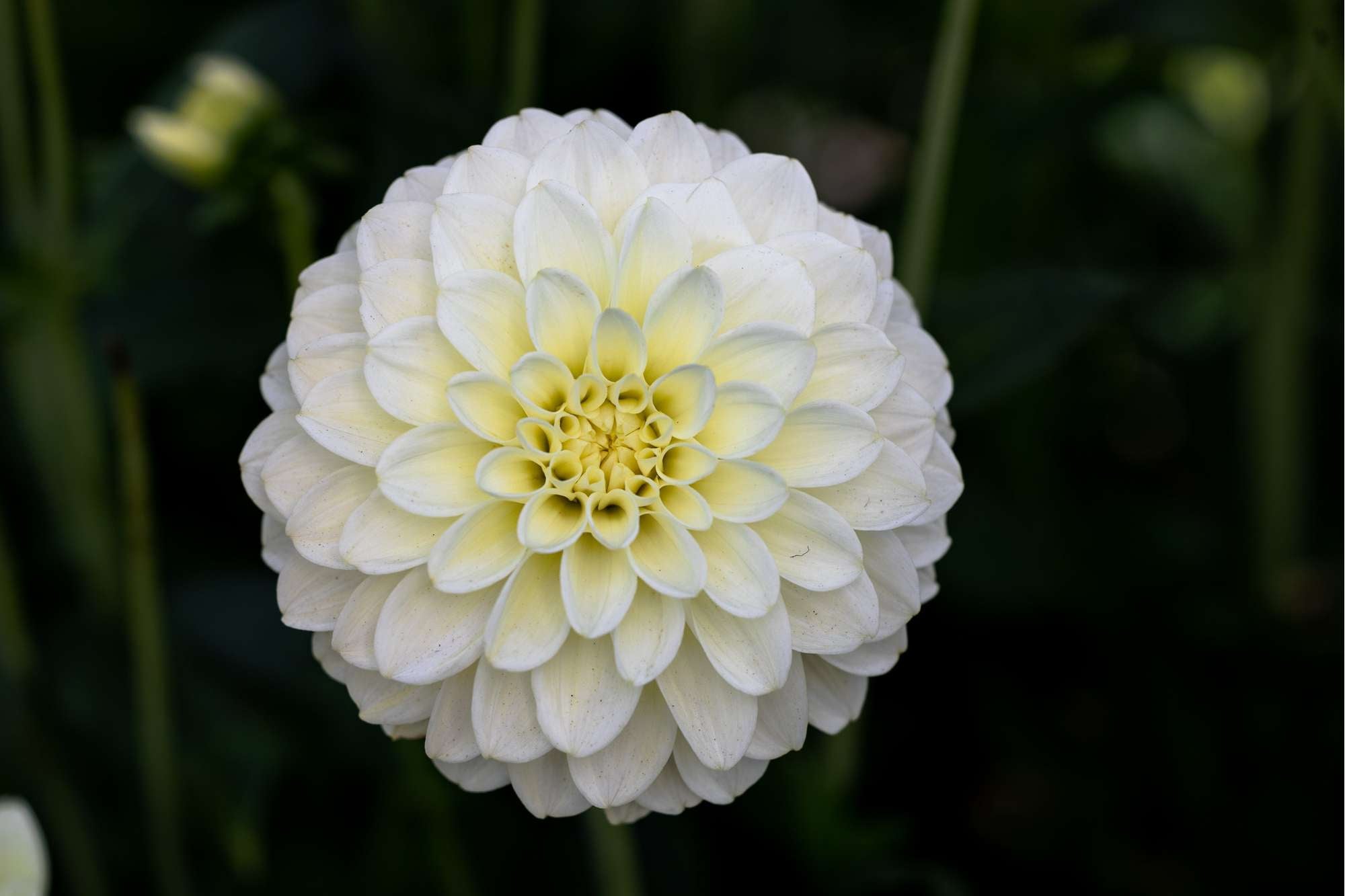 Dahlia Caramel Antique